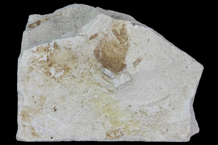 Partial Fossil Pea Crab (Pinnixa) From California - Miocene #85287